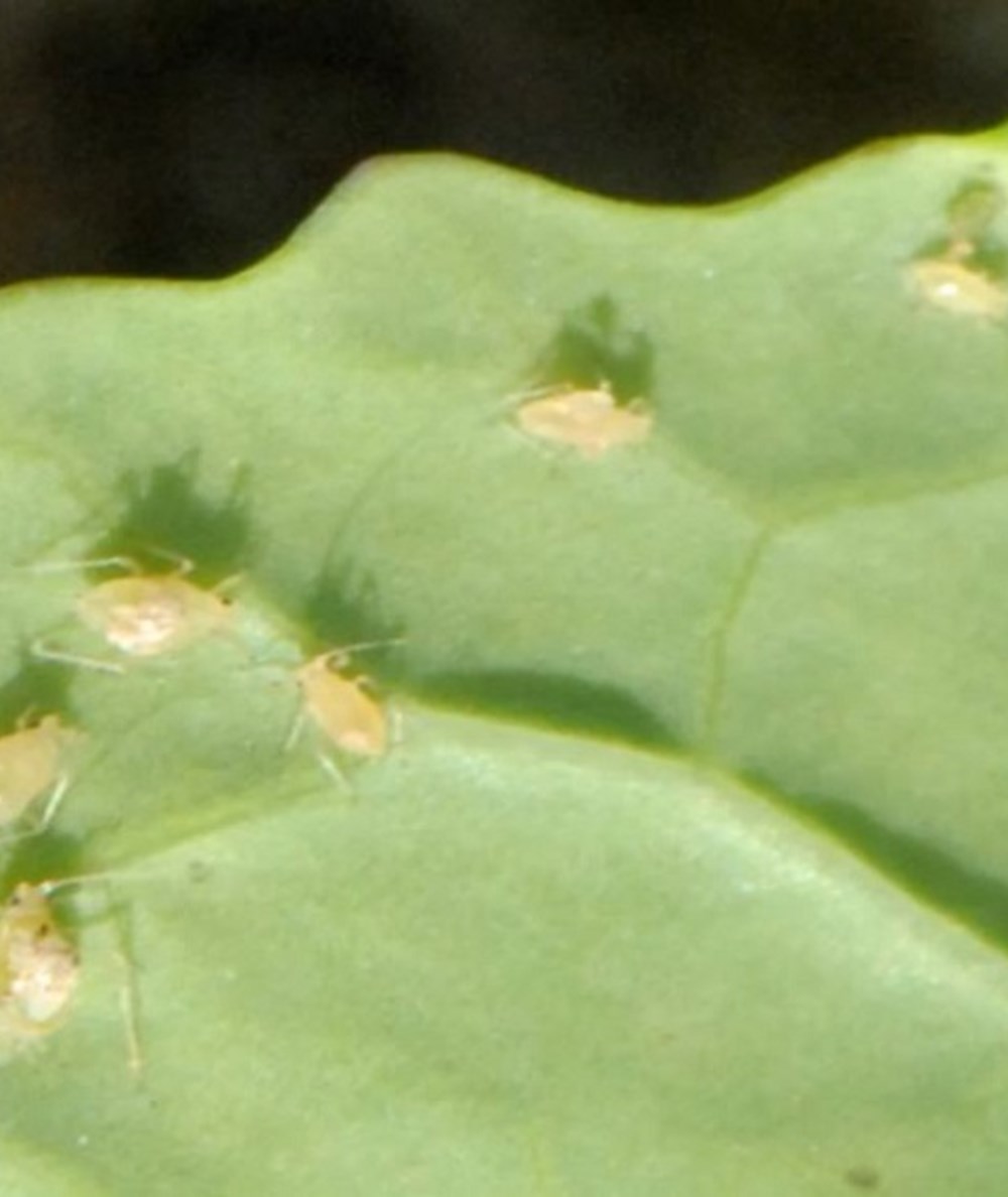 Peach-potato aphid on an oilseed rape leaf 